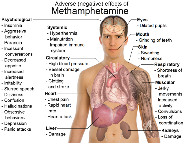 Methamphetamine Effects on Body