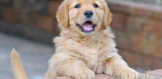 Dental Plaque Dog Urinating