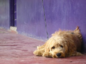 Dog