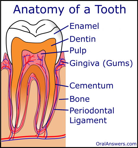 Anatomy of a Tooth