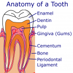 Anatomy of a Tooth