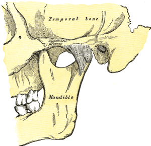 The Temporomandibular Joint