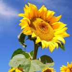 Sunflower Seeds Are Great for Your Teeth!