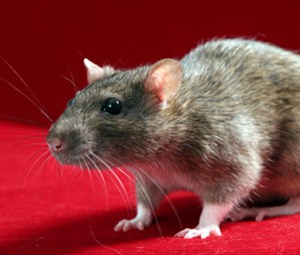 Mice Give Children Their Permanent Teeth in Some Cultures