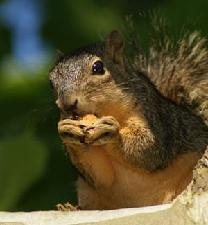 In Sri Lanka, Squirrels Take Away Teeth