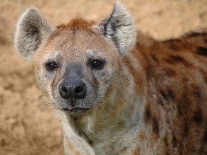 Howling Hyena Tooth Fairy
