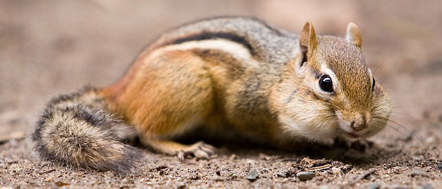 Wisdom Teeth Extraction - Don't Look Like a Chipmunk!