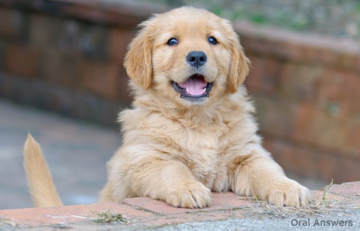 Dental Plaque Dog Urinating