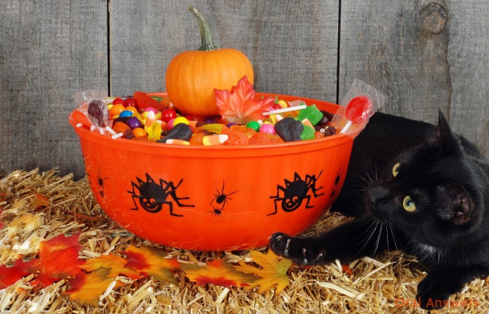 Should Dentists Buy Back Halloween Candy?